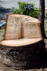 Two vets turn dying tree into small memorial for POW/MIA