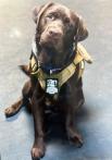 Freeland American Legion Post 473 and Alpha Bravo Canine