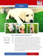 Post 81 Riders chapter sponsors service dog