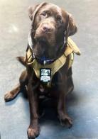 Freeland American Legion Post 473 and Alpha Bravo Canine
