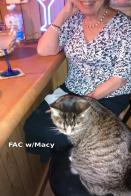 Just a Plain Old Cat!