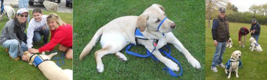 RHODY_WALK-A-THON-3 PICS.jpg