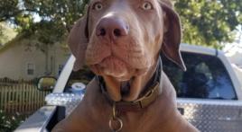 100 Miles for Hope complete - go, Copper!