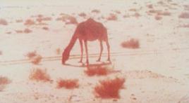 A Line in the Sand