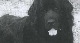 SGT Gander: A Soldier's Soldier