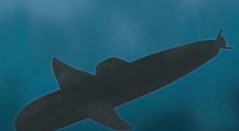 The Voyage of the Stingray