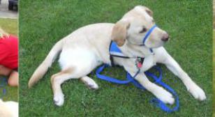 Canines For Combat Veterans Walk-A-Thon-14 May 2011