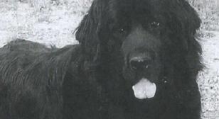 SGT Gander: A Soldier's Soldier