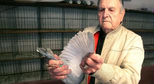 World War II veteran recounts pigeoneering in Pacific