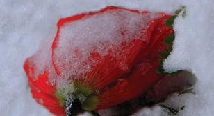 Angels of Bastogne: A Remembrance of World War II